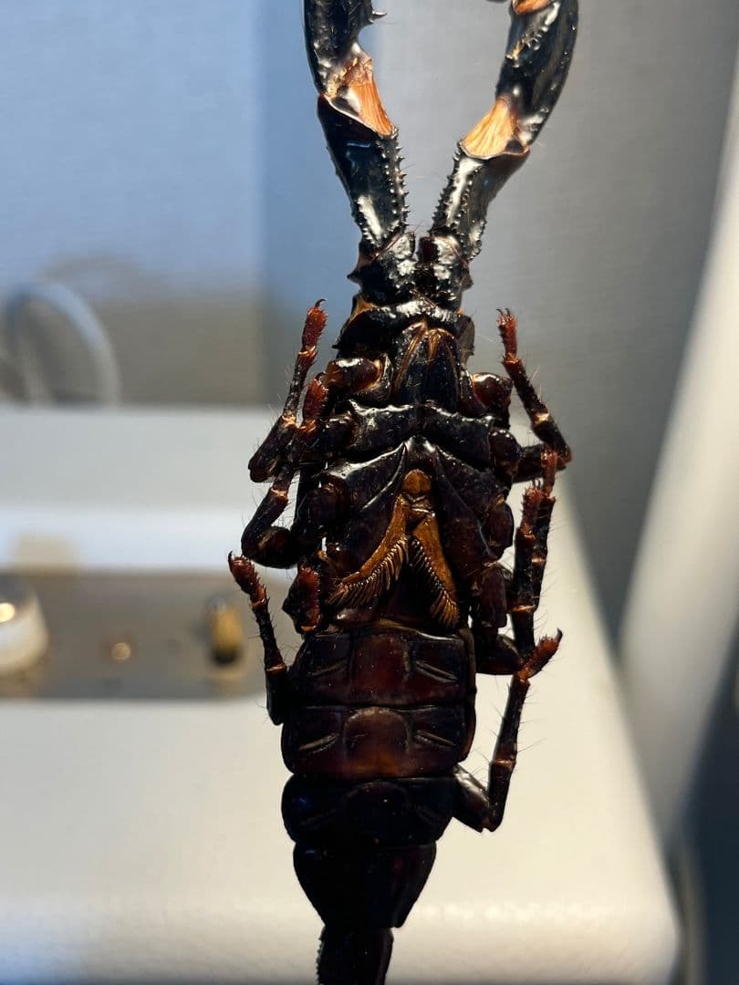 【巨大蠍標本】アジアンフォレストスコーピオン タランチュラ ムカデセンチピードカ
