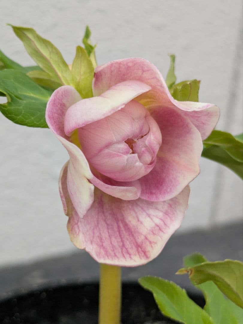 広瀬園芸 クリスマスローズ【オーレア系パステルピンクグラデーションdd】