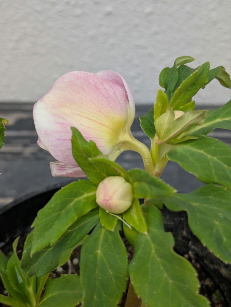 広瀬園芸 クリスマスローズ【オーレア系パステルピンクグラデーションdd】