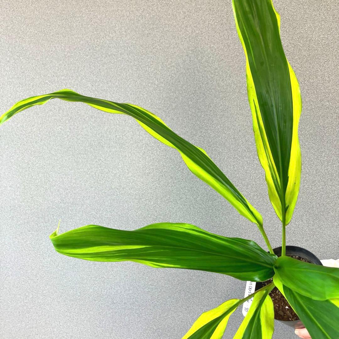 超希少❗️コルジリネ　オウシックドリーム　✨