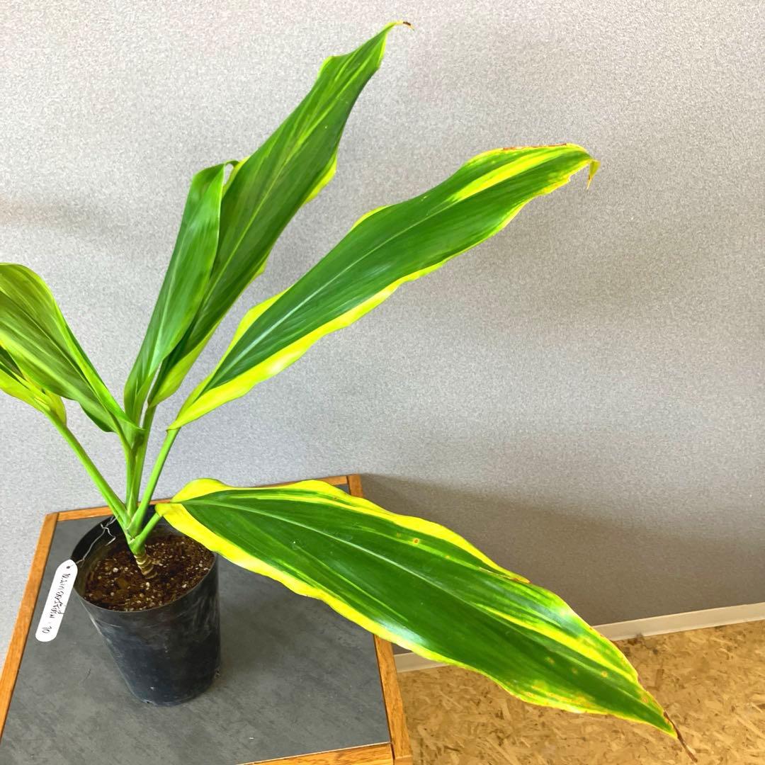 超希少❗️コルジリネ　オウシックドリーム　✨