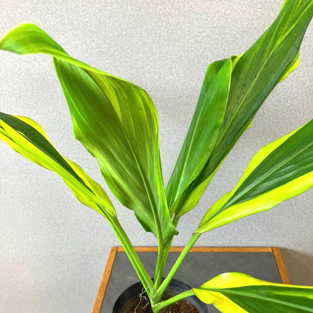 超希少❗️コルジリネ　オウシックドリーム　✨