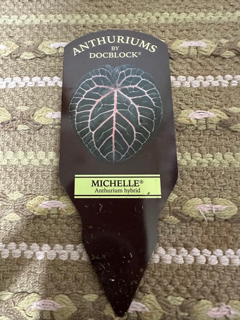 アンスリウム ミシェル　Anthuriums Michelle