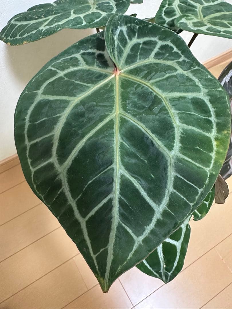 アンスリウム ミシェル　Anthuriums Michelle