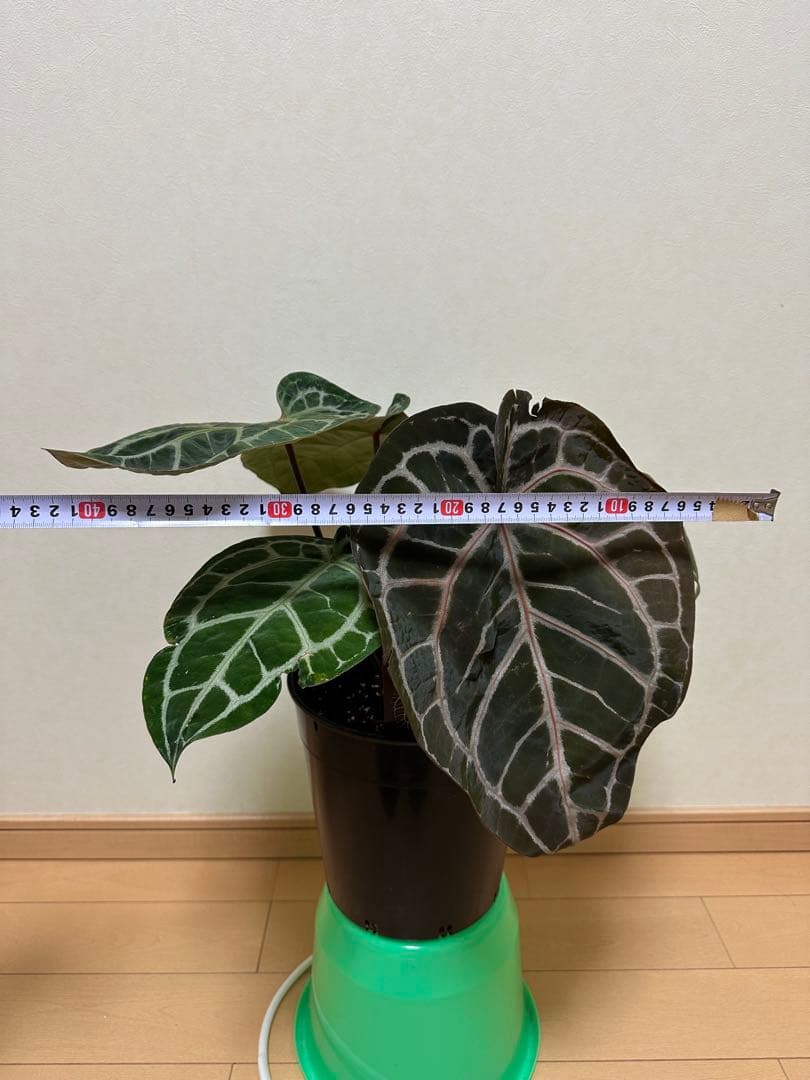 アンスリウム ミシェル　Anthuriums Michelle