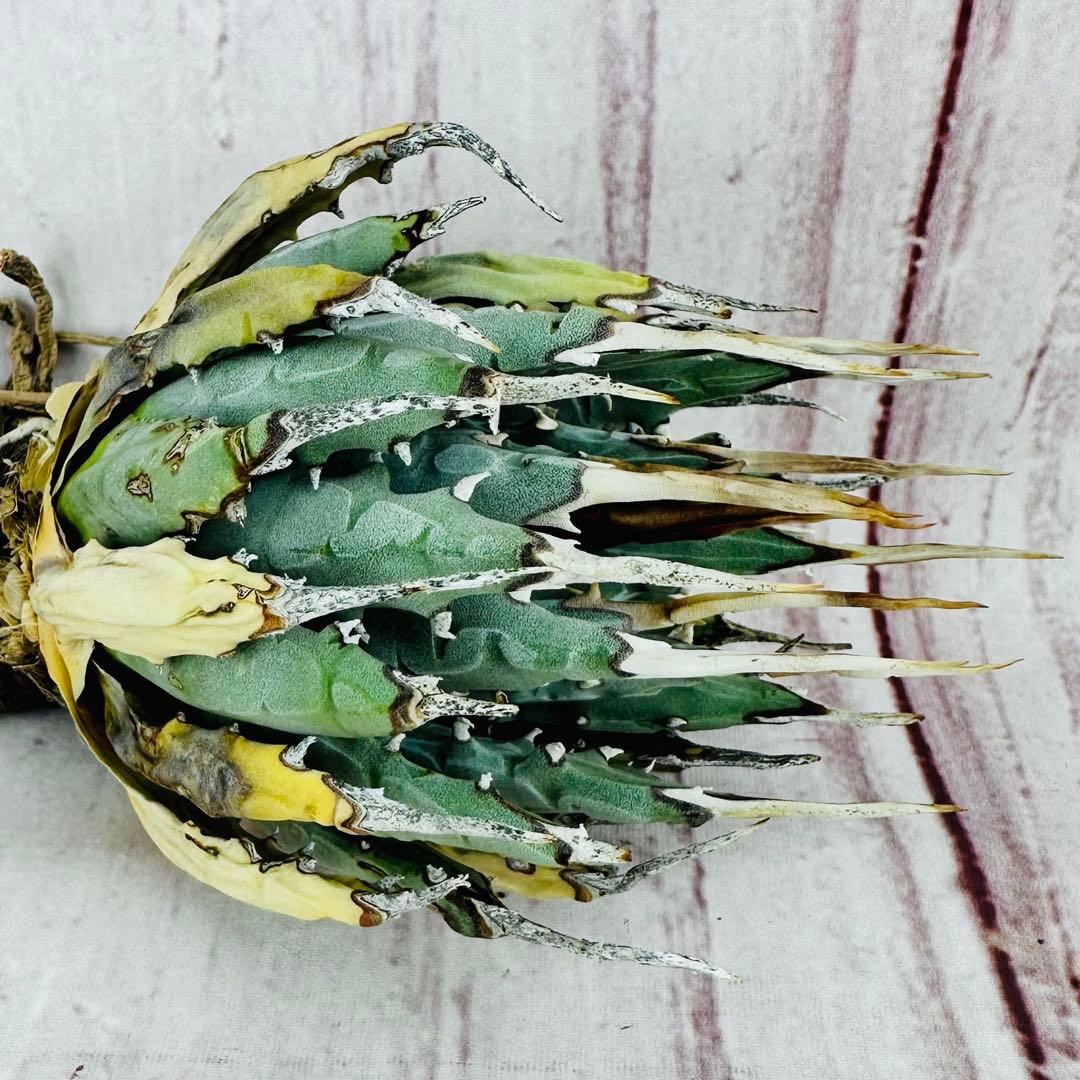 796 アガベ ユタエンシス エボリスピナ 丸型