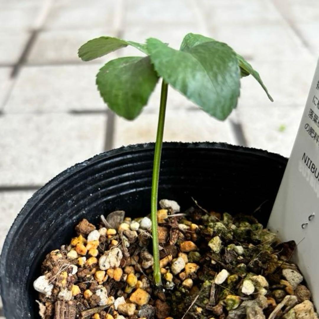 原種クリスマスローズ　クロアチカス　アトロルーベンス　デュメトルム　交配　苗