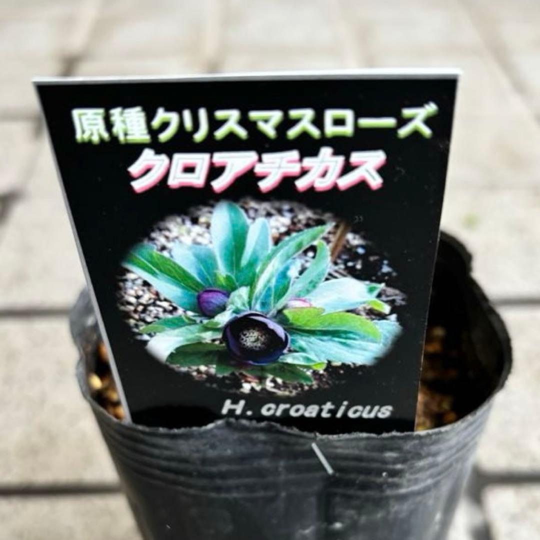 原種クリスマスローズ　クロアチカス　アトロルーベンス　デュメトルム　交配　苗