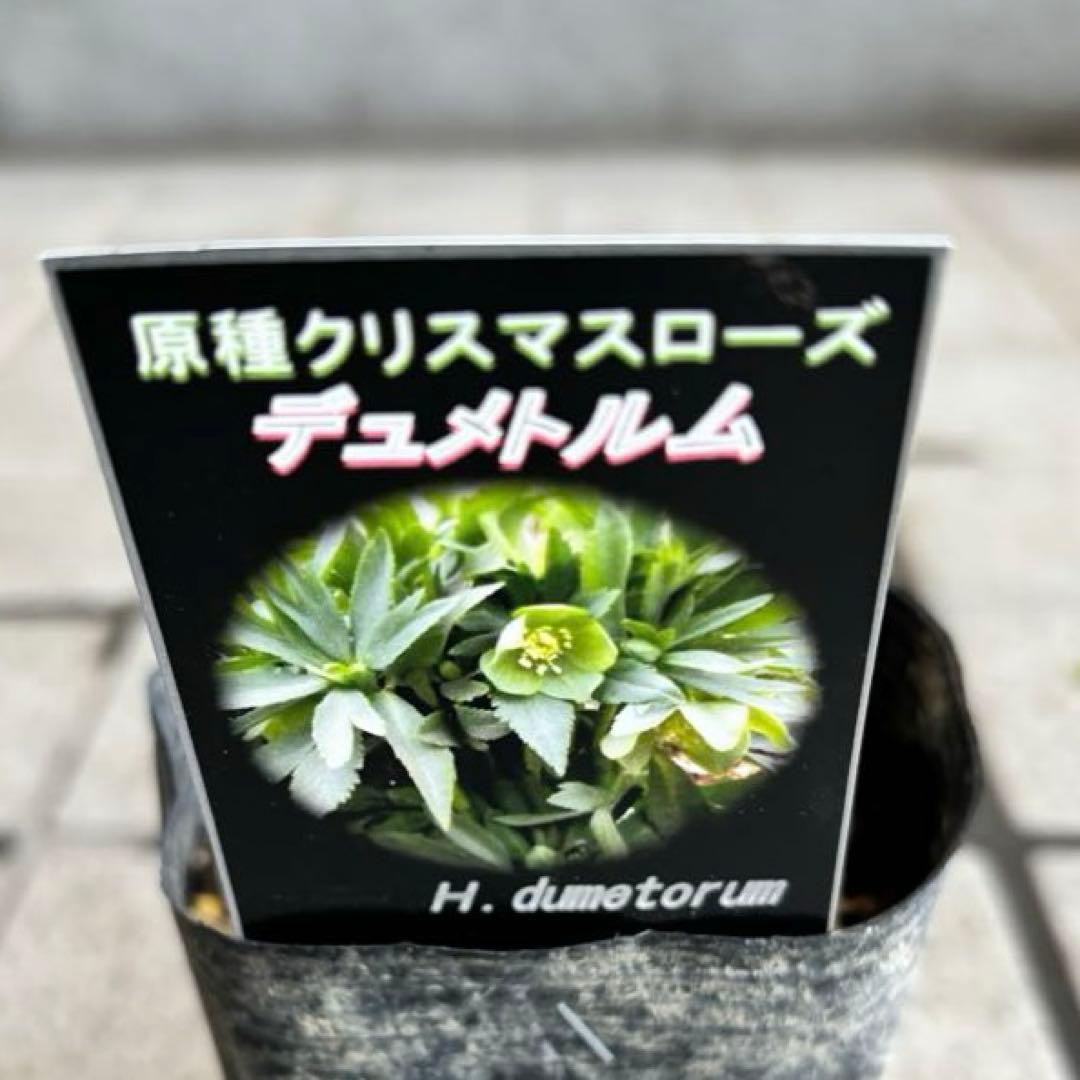 原種クリスマスローズ　クロアチカス　アトロルーベンス　デュメトルム　交配　苗