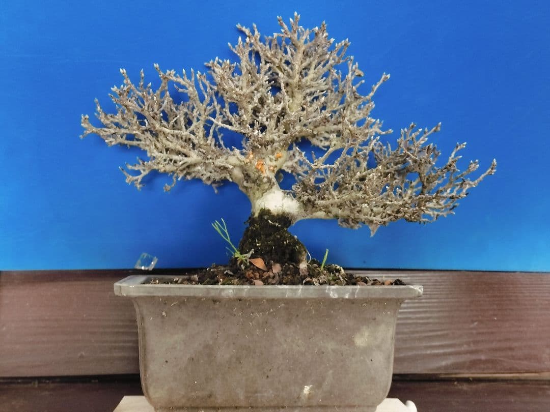 老爺柿 雄木 ロウヤガキ 極小葉性 オス木 盆栽 (X)