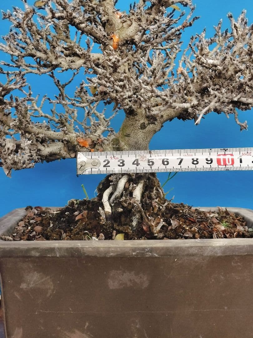 老爺柿 雄木 ロウヤガキ 極小葉性 オス木 盆栽 (X)