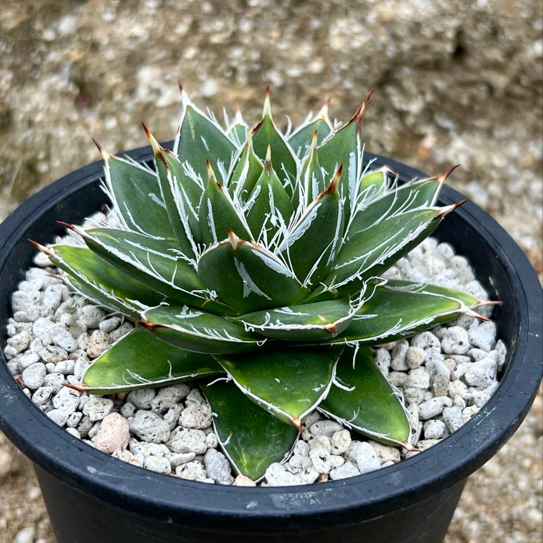 アガべ　王妃笹の雪　A型　活着