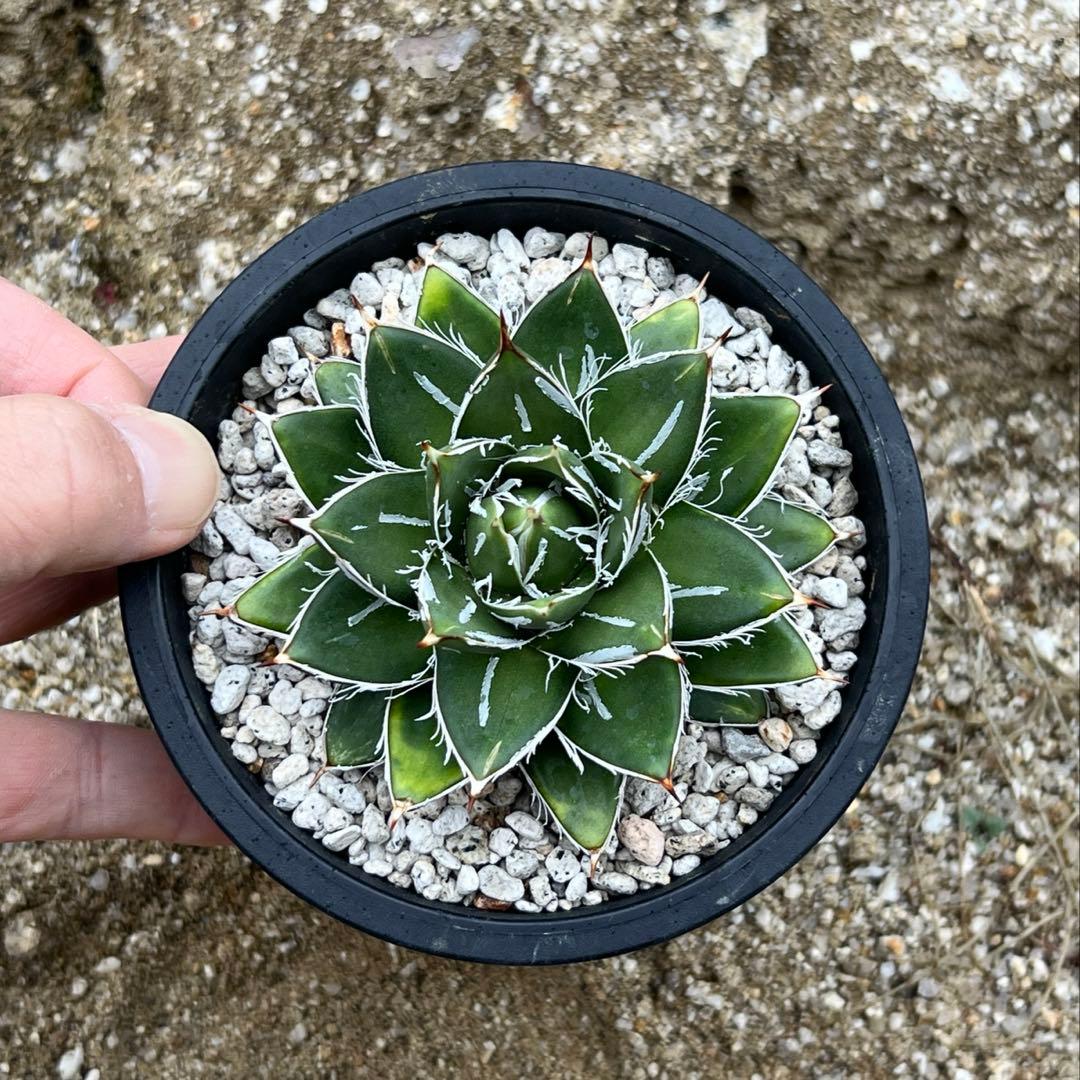 アガべ　王妃笹の雪　A型　活着