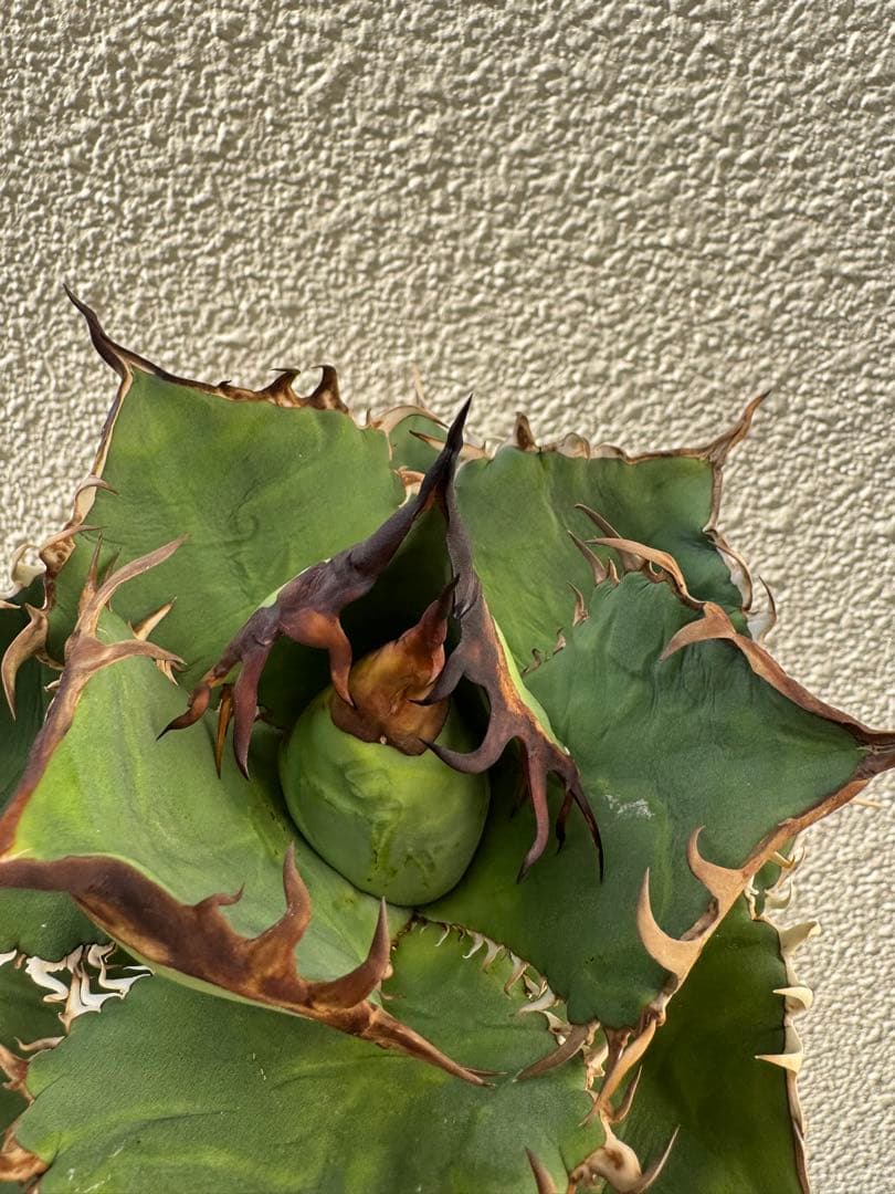 アガベ　オテロイ実生