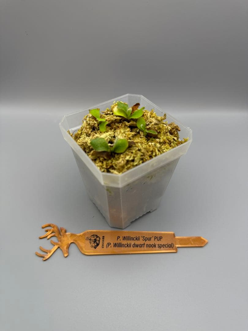 LOVE　P. Willinckii 'Spur' pup株分子株 4株