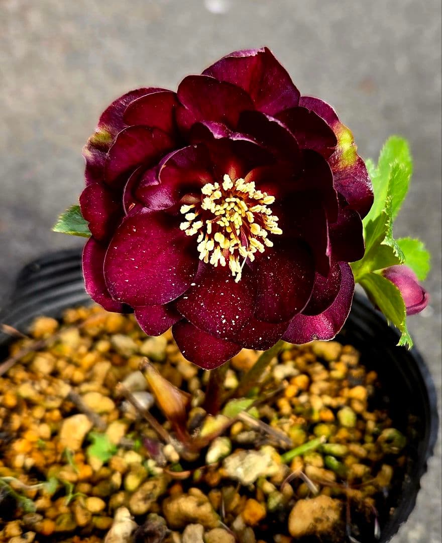 クリスマスローズ　キラメキ