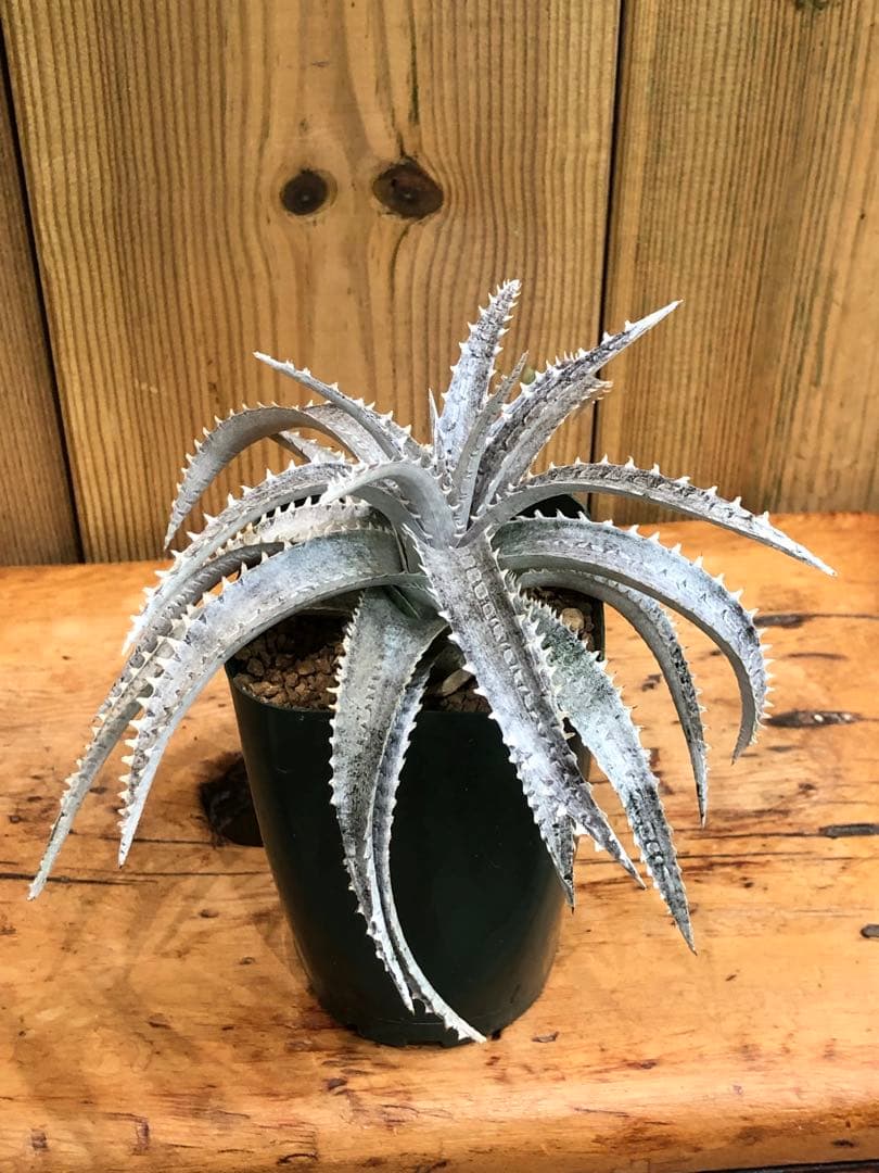 ディッキア・スノーボール