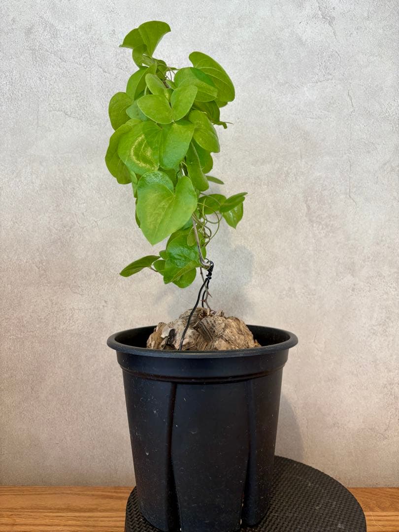 亀甲竜　塊根約13cm 良型・ツル仕立て　ディオスコレア　エレファンティペス