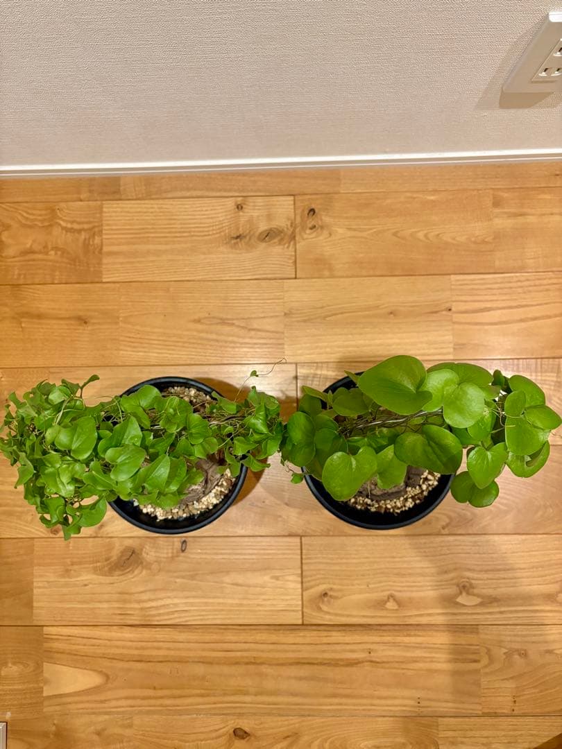 亀甲竜　塊根約13cm 良型・ツル仕立て　ディオスコレア　エレファンティペス