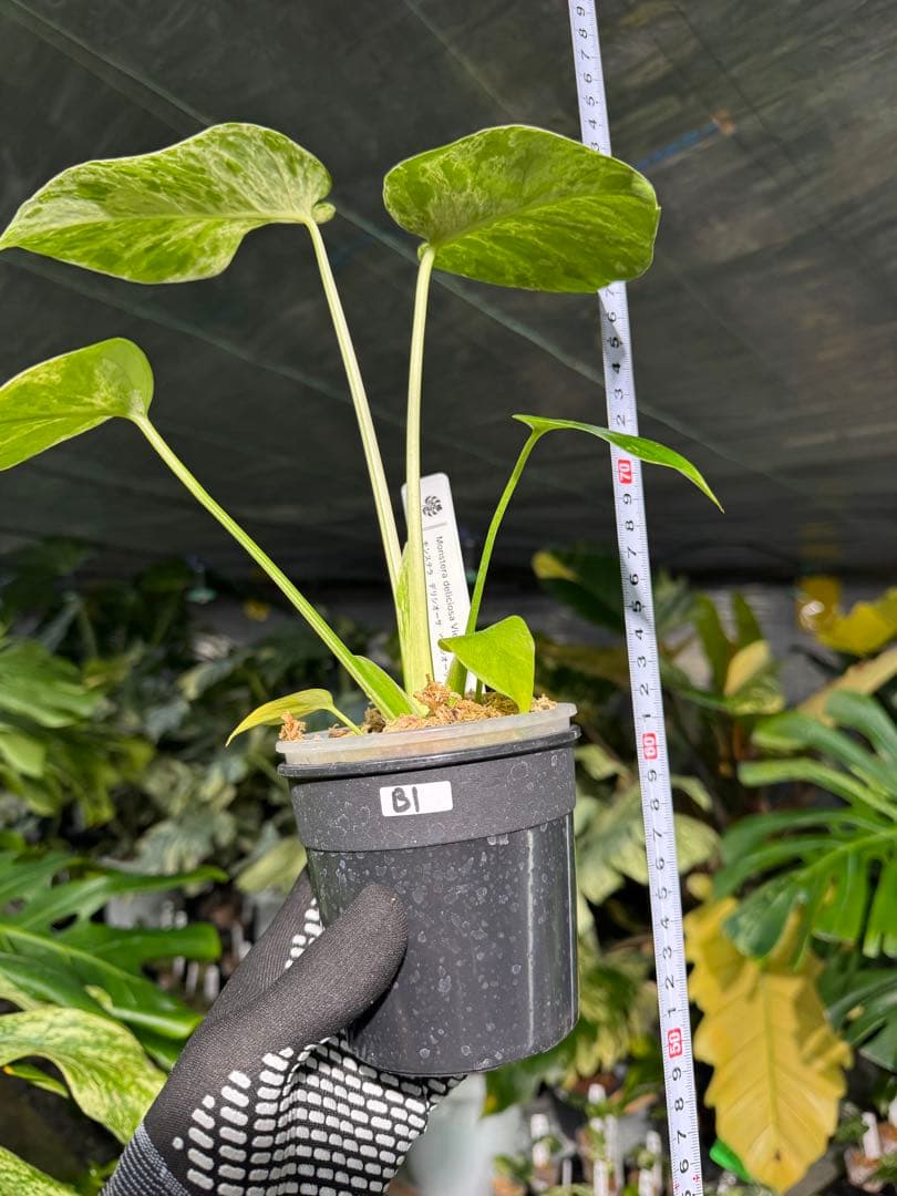 B1モンステラ　デリシオーサ　ベトシオーサ