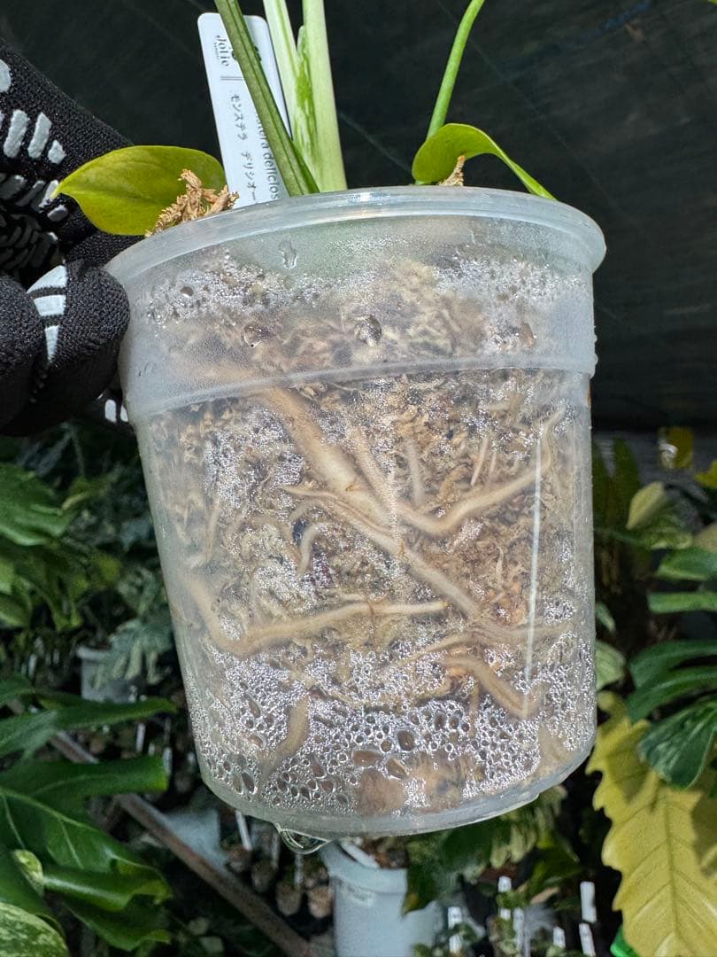 B1モンステラ　デリシオーサ　ベトシオーサ