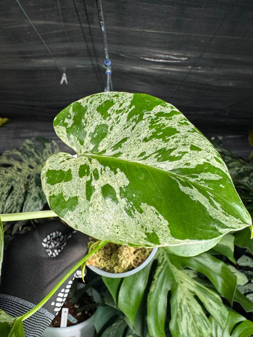 B1モンステラ　デリシオーサ　ベトシオーサ