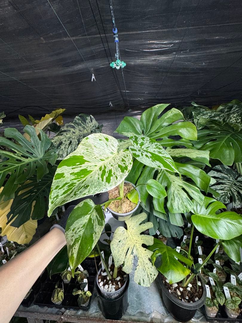 B1モンステラ　デリシオーサ　ベトシオーサ