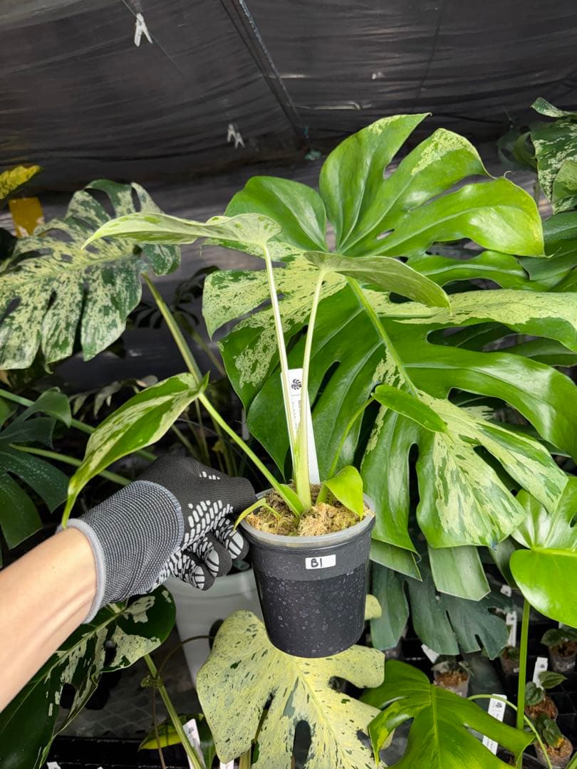 B1モンステラ　デリシオーサ　ベトシオーサ