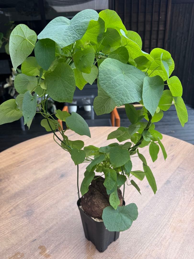 ステファニア・スベローサ（Stephania suberosa）