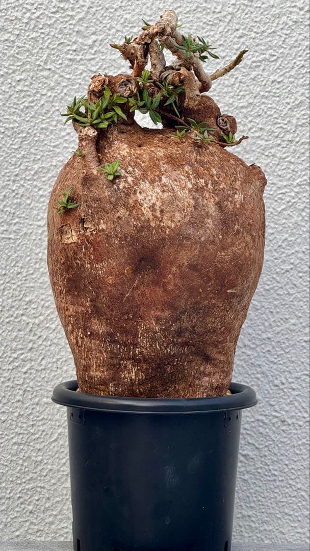 パキポディウム ビスピノーサム　巨大　発根済み