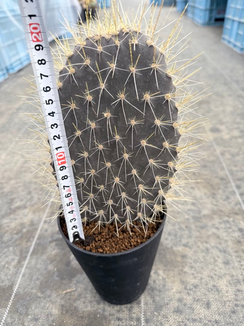 オプンチア　ガラパゴス団扇　サボテン