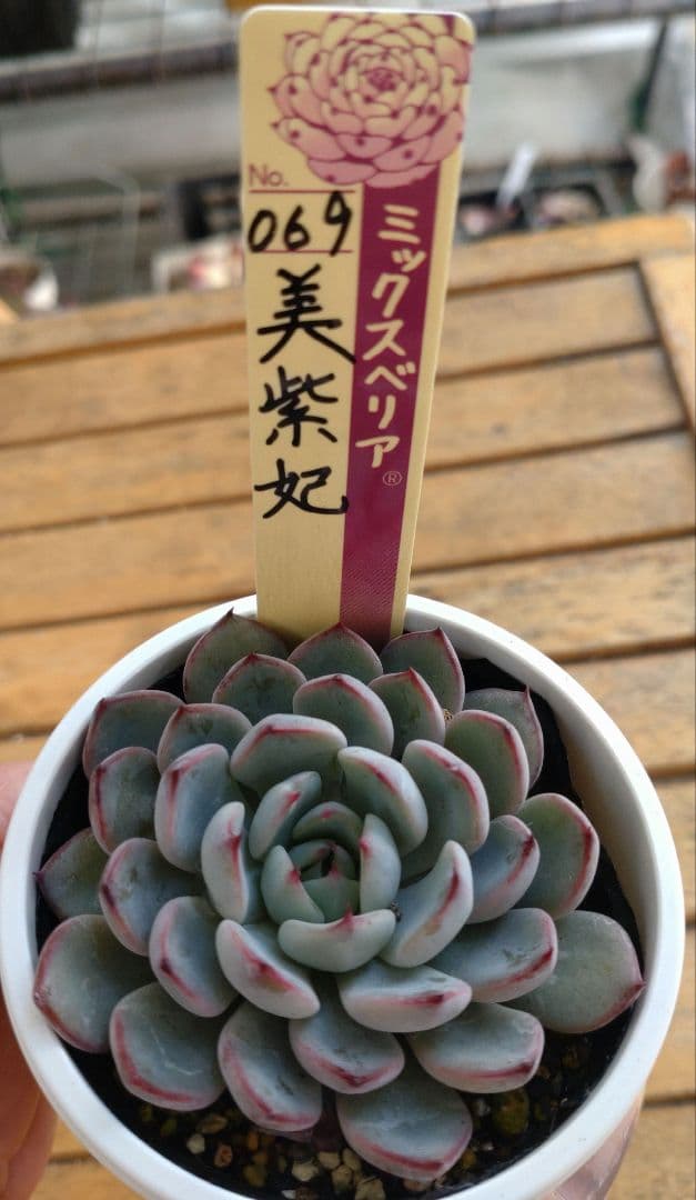 おらいさん苗ミックスベリア No.064 美紫妃 札付き