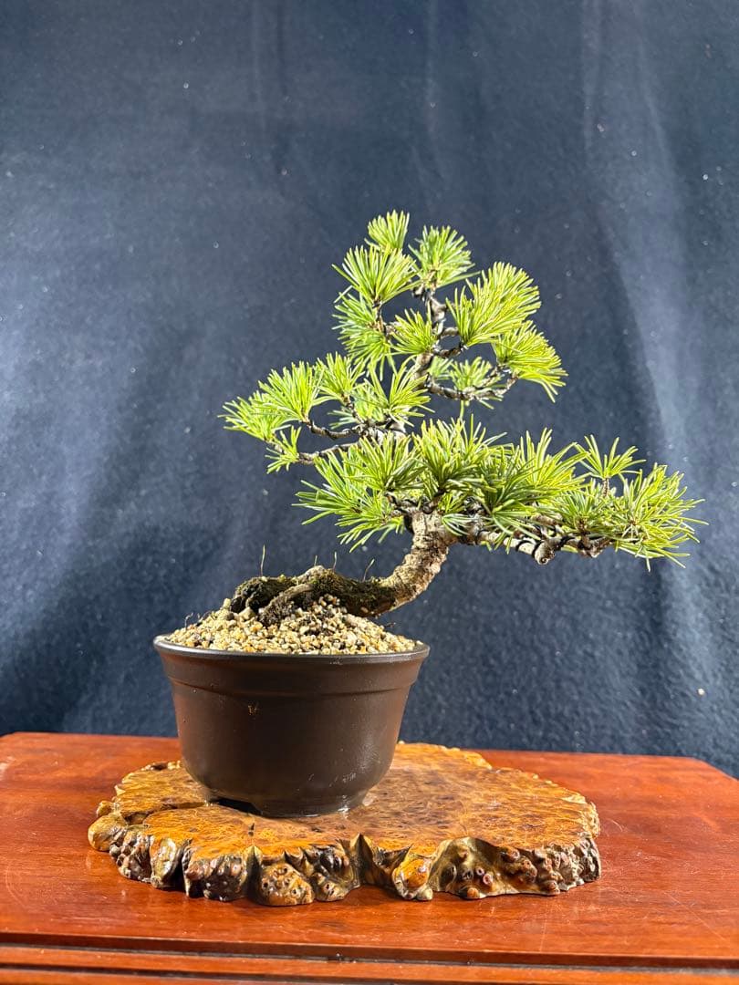 小品盆栽、赤石五葉松、懸崖模様木 目立った傷や汚れなし