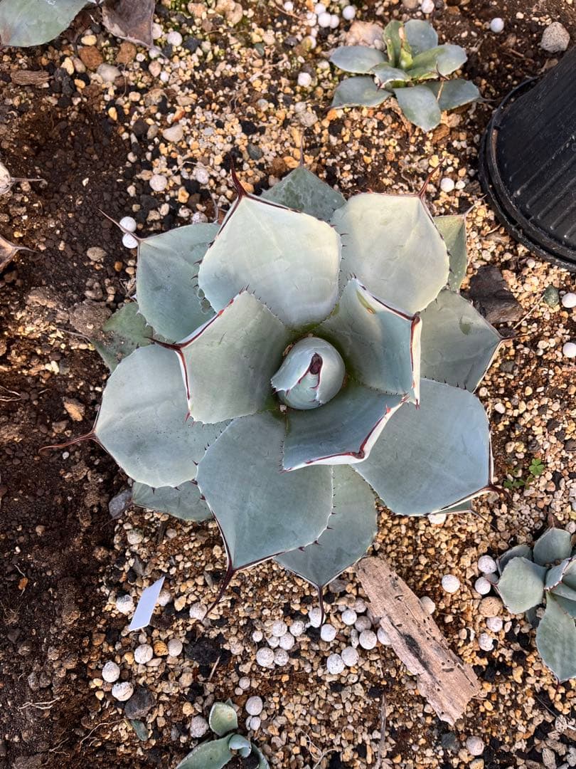 アガベ　トランカータ　旧フレキシスピナ