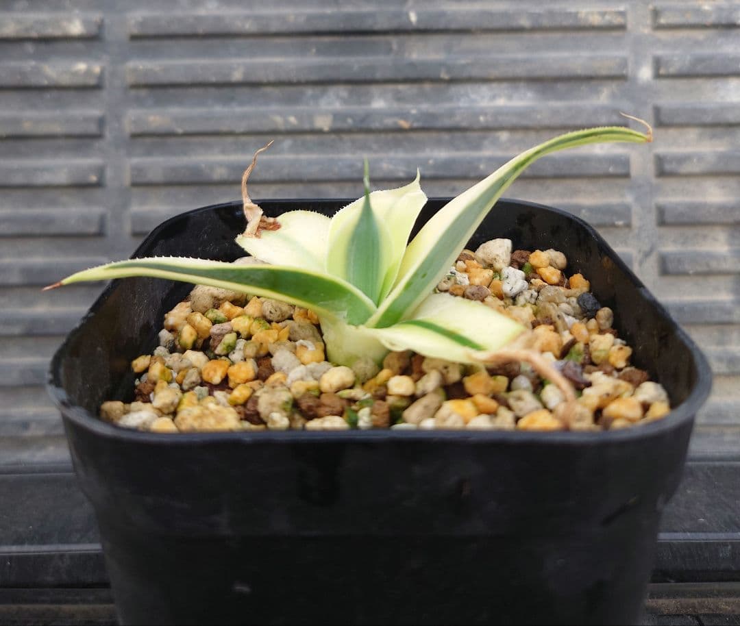 05 アガベ　ブルーフレイム　ブルーフレーム　ハーフムーン　変わり斑　翡翠盤