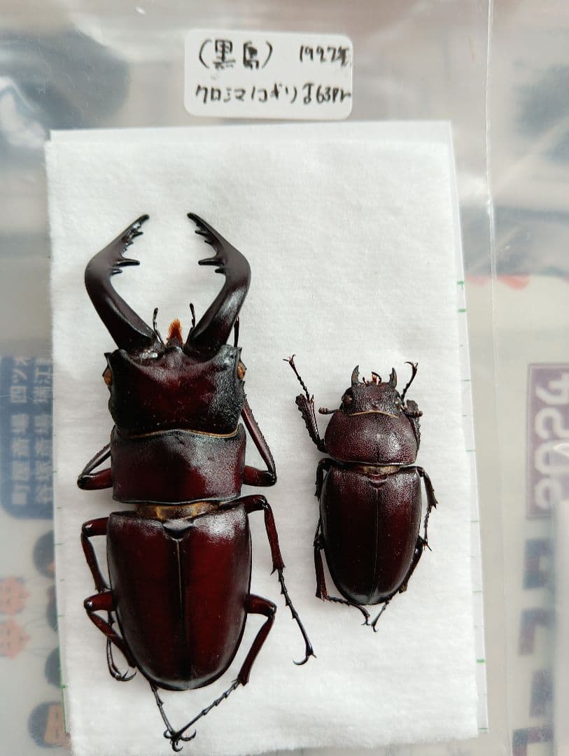 クロシマノコギリ（黒島）63ミリペア