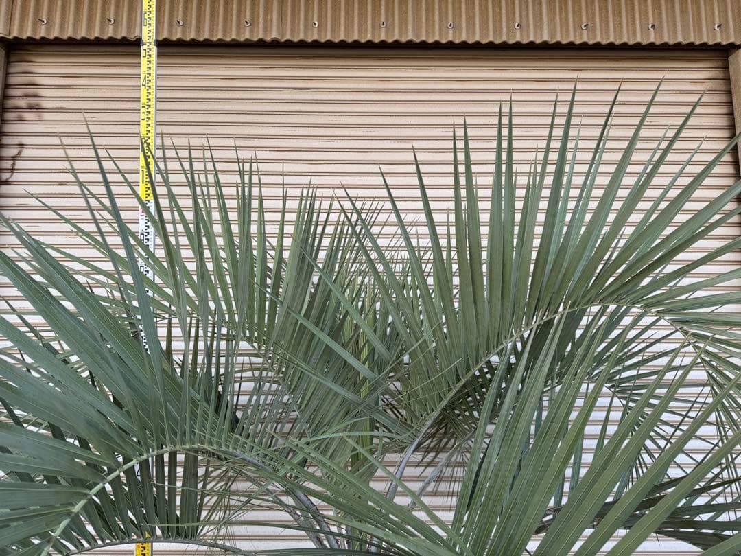 送料込み　ココスヤシ 　サイズ特大　幹極太　形状良 シルバーリーフ　庭木　現品