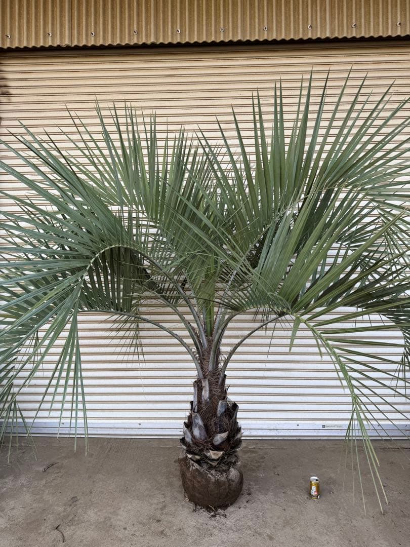 送料込み　ココスヤシ 　サイズ特大　幹極太　形状良 シルバーリーフ　庭木　現品