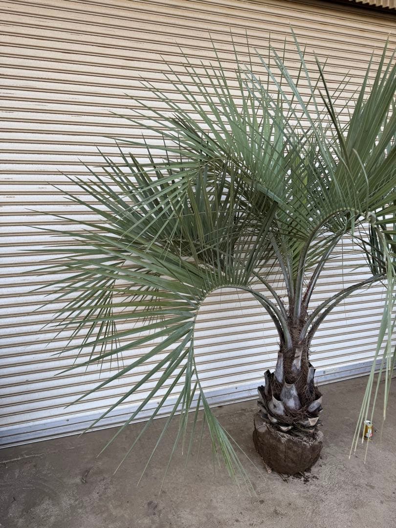 送料込み　ココスヤシ 　サイズ特大　幹極太　形状良 シルバーリーフ　庭木　現品