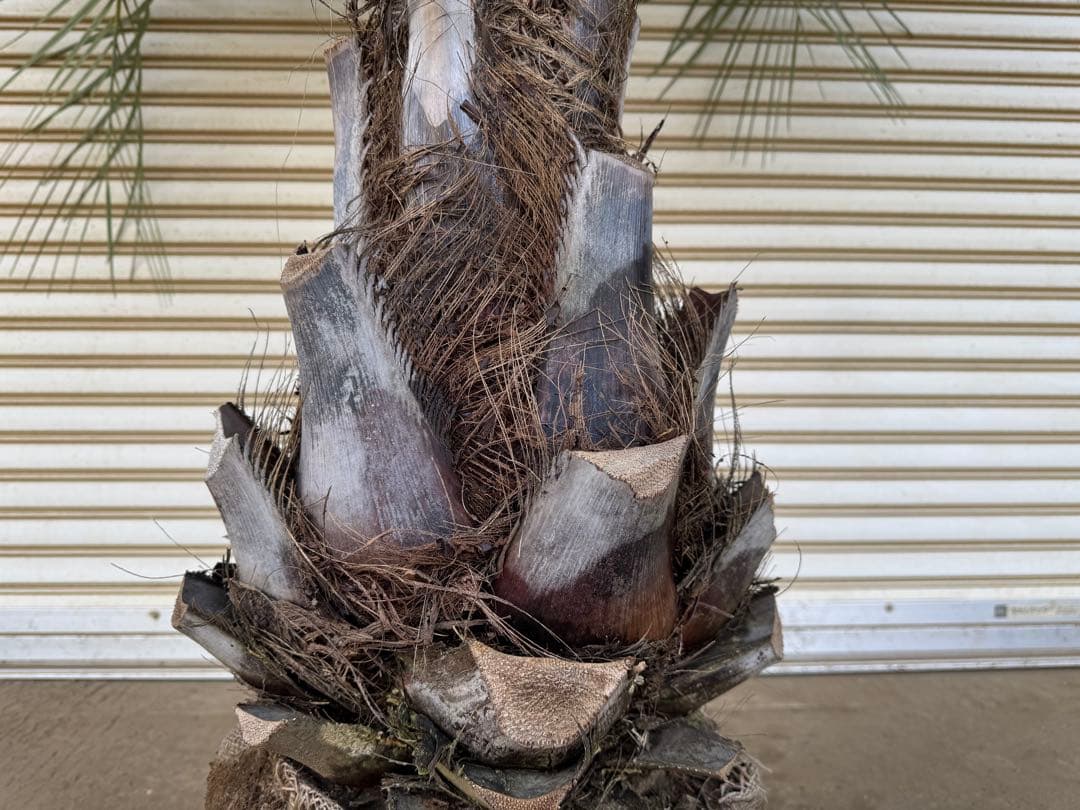 送料込み　ココスヤシ 　サイズ特大　幹極太　形状良 シルバーリーフ　庭木　現品