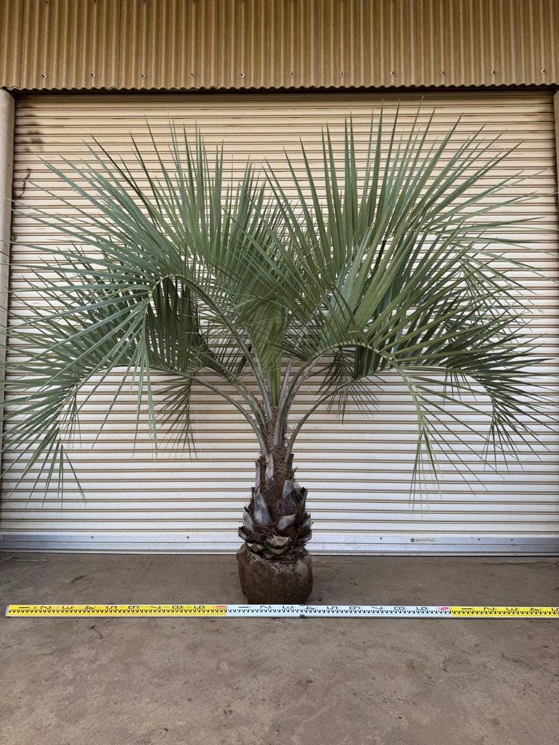 送料込み　ココスヤシ 　サイズ特大　幹極太　形状良 シルバーリーフ　庭木　現品