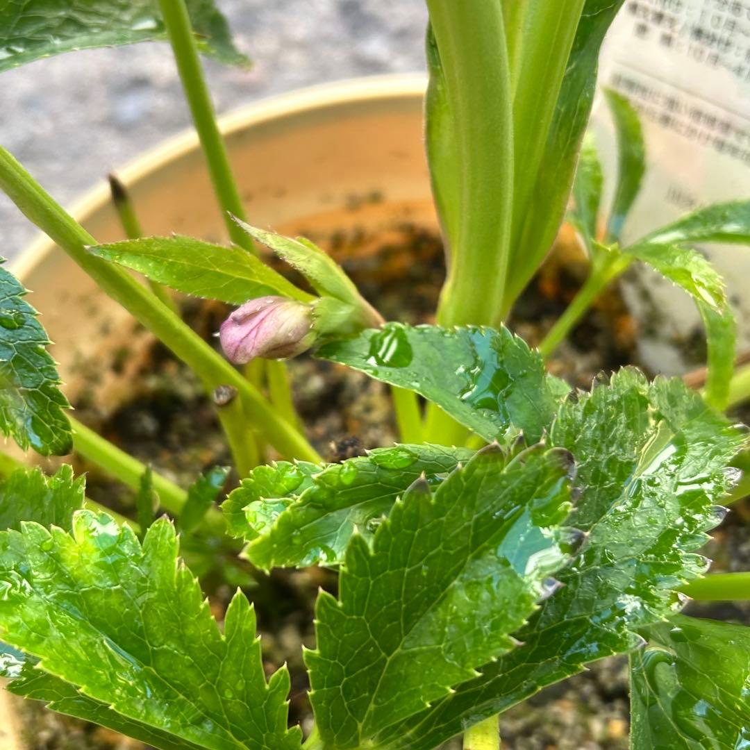 超多弁　クリスマスローズ　花2 つぼみ13 75番