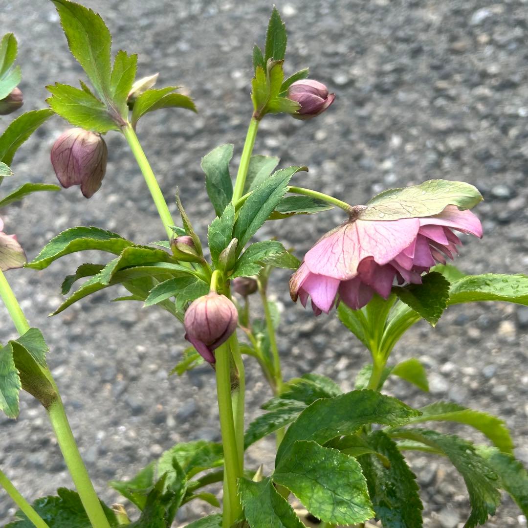 超多弁　クリスマスローズ　花2 つぼみ13 75番