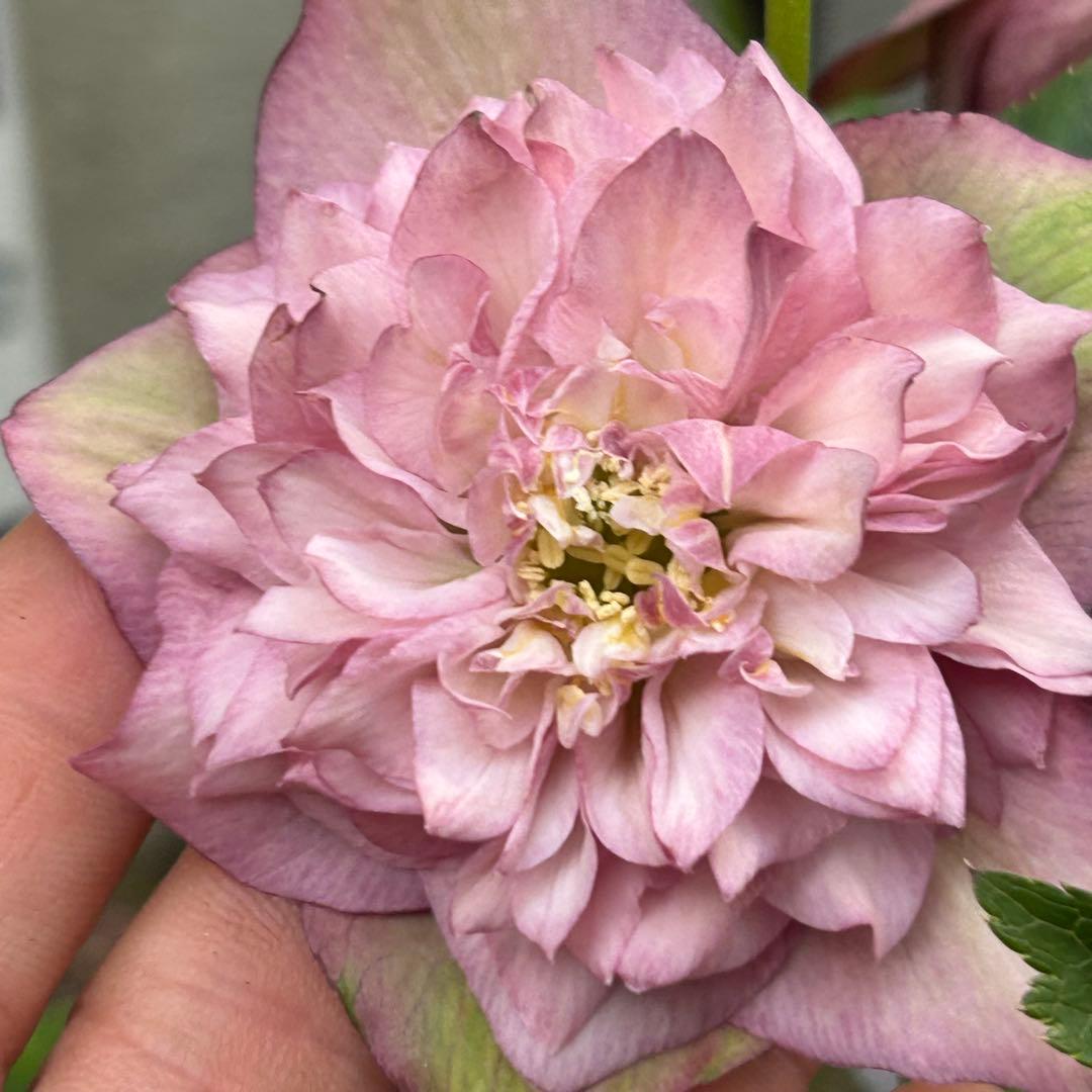 超多弁　クリスマスローズ　花2 つぼみ13 75番