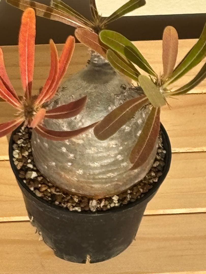 本日限定値下‼︎美株！まん丸、キズなし パキポディウム グラキリス（発根済）