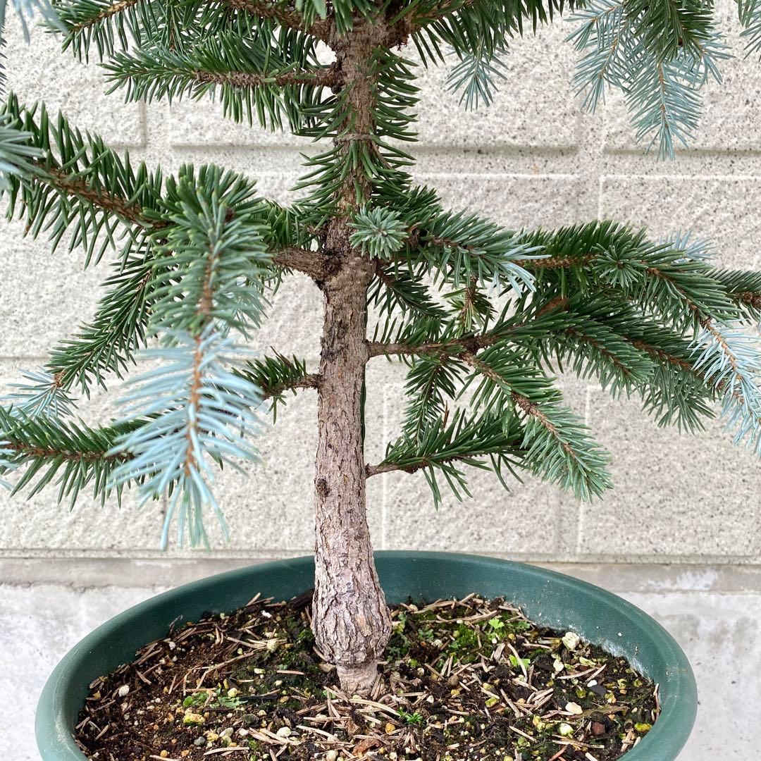 プンゲンストウヒ　　ホプシー