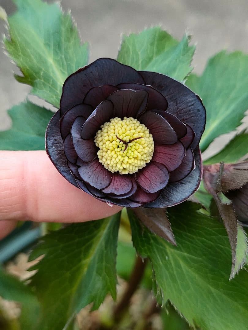 クリスマスローズ開花株