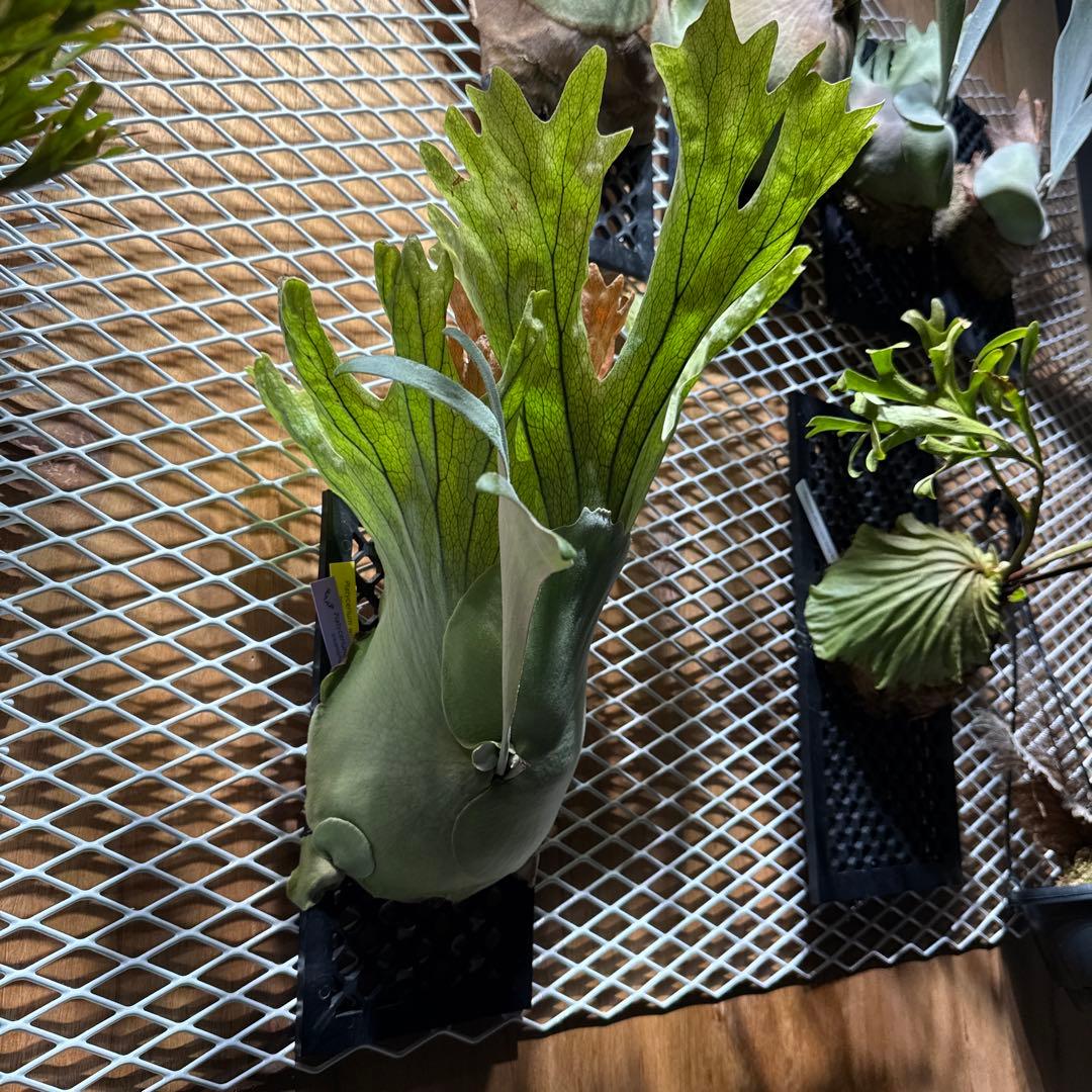 ビカクシダ　ウィリンキー　スポア　4年育成株 　ヒリー　ベイチー　リドレイ