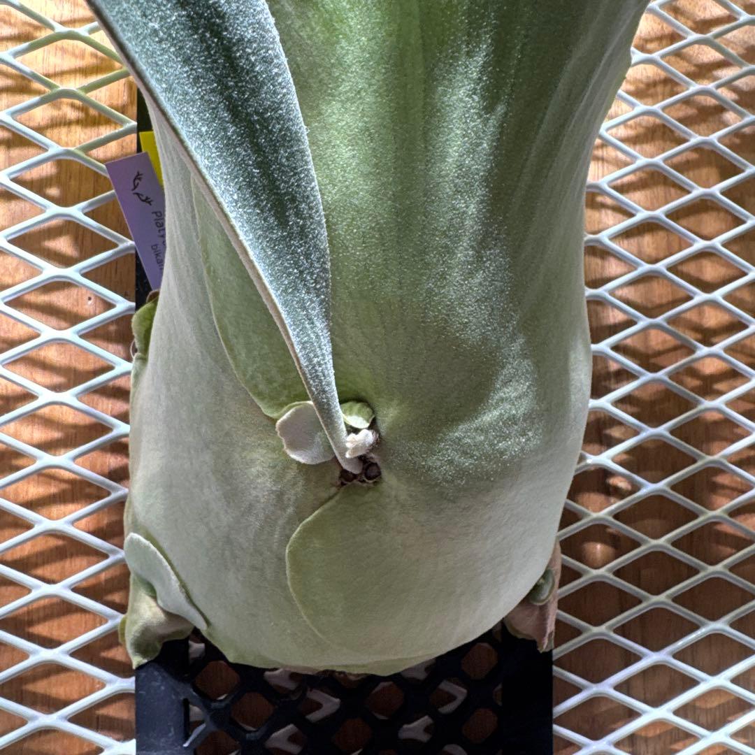 ビカクシダ　ウィリンキー　スポア　4年育成株 　ヒリー　ベイチー　リドレイ