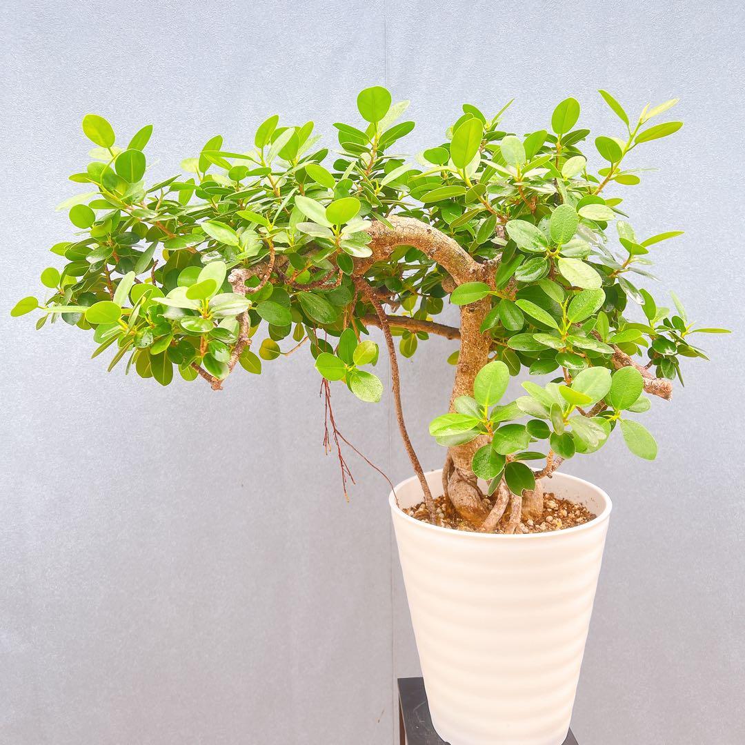 現品　ガジュマル　パンダガジュマル　古木　曲り　気根　希少　インテリアグリーン